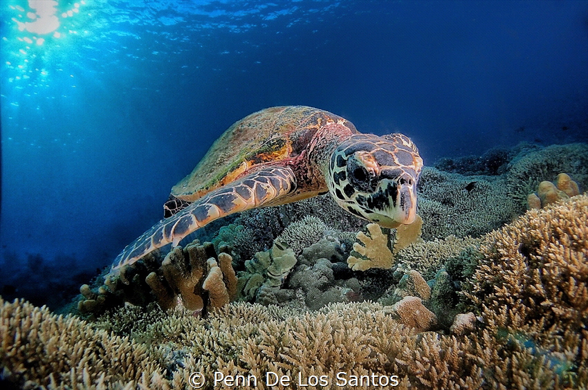 Took this photo of a feeding turtle while on a dive in Tu... by Penn De Los Santos 