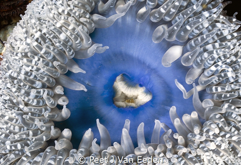 Sandy anemone dressed in a beautiful blue dress by Peet J Van Eeden 