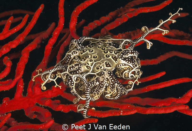 Jewel of the ocean

Basket star on a palmate sea fan by Peet J Van Eeden 