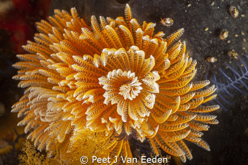 The attractive feather duster worm’s head is modified int... by Peet J Van Eeden 