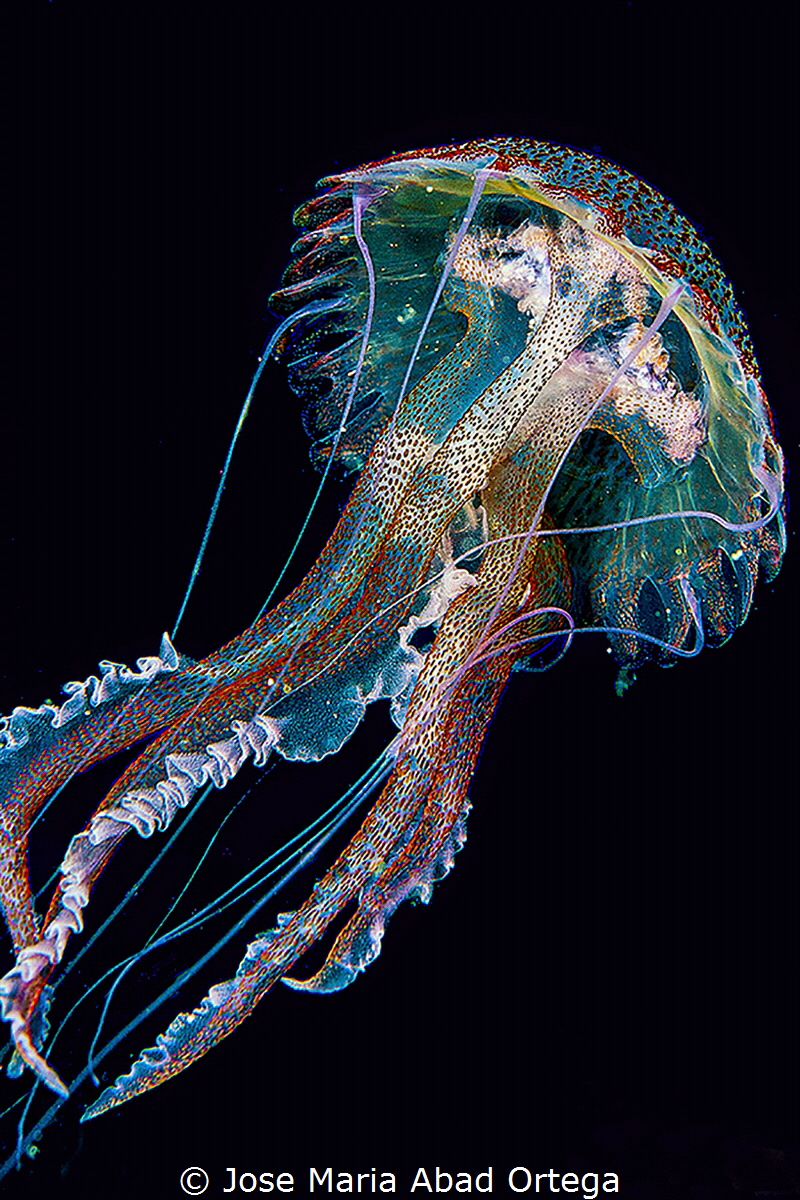 Pelagia noctiluca jellyfish
Nikon D700 camera and Nikon ... by Jose Maria Abad Ortega 