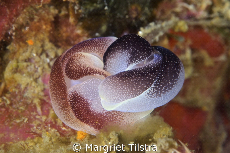Entanglement: Two mating headshield slugs.
Sipalay, Negr... by Margriet Tilstra 