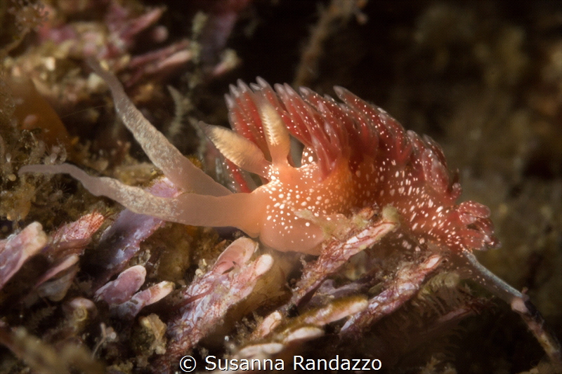 A beautiful pink flabellina nudi 
Majahuitas dive site_V... by Susanna Randazzo 