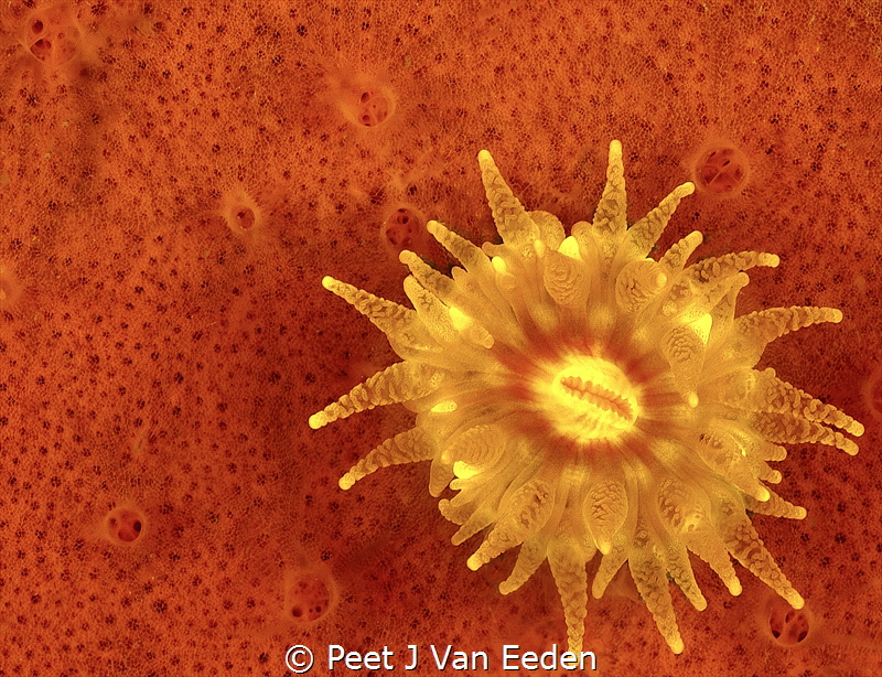 The Sun never sets underwater

The beauty of a cup coral by Peet J Van Eeden 