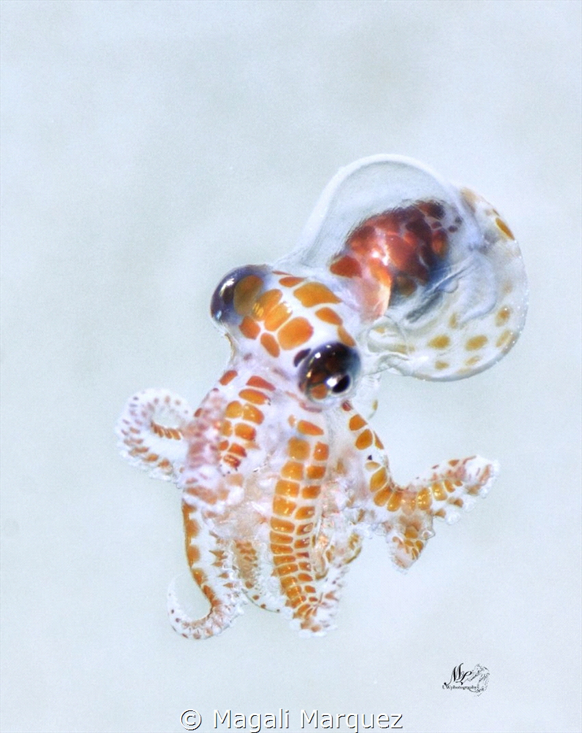 Baby Octopus 
Octopus Larval stage 
Bonfire diving by Magali Marquez 