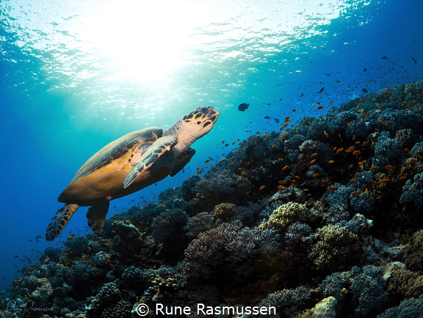 turtle swimming gracefully over the reef by Rune Rasmussen 