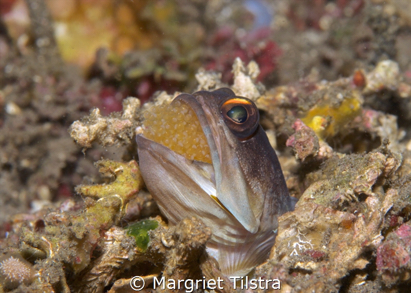 Soon I will be a daddy
Jawfish with eggs, Dauin, Negros ... by Margriet Tilstra 
