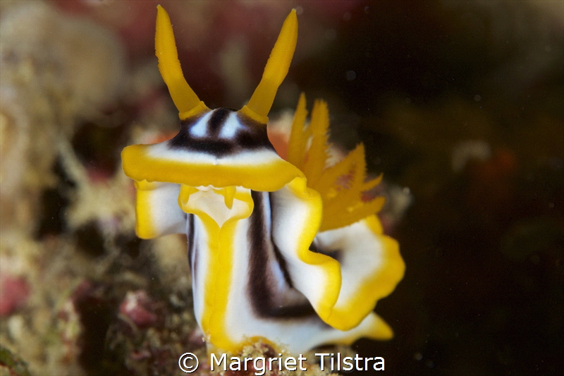 Beauty Contest Entry of a Chromodoris.
Isn't she lovely?... by Margriet Tilstra 