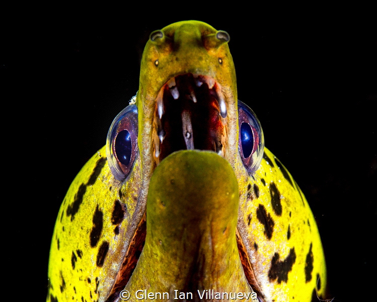 This is a photo of yellow eel in her cave. Taken in Puert... by Glenn Ian Villanueva 