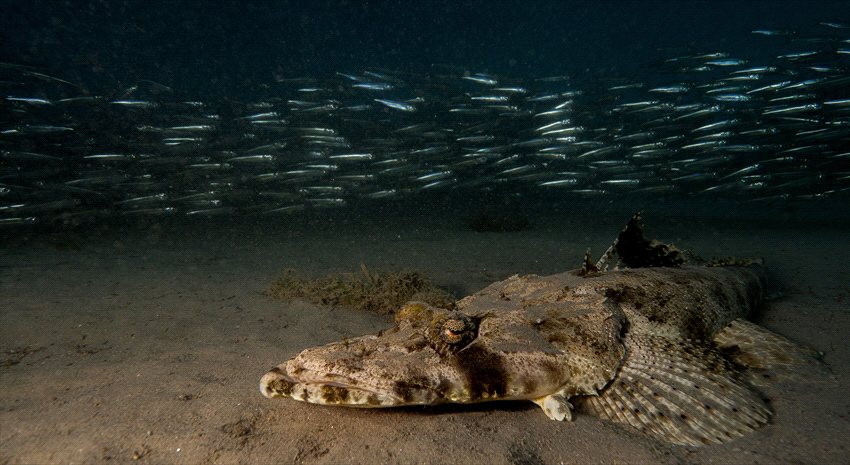 crocodilefish vs sardines! by Pieter Firlefyn 