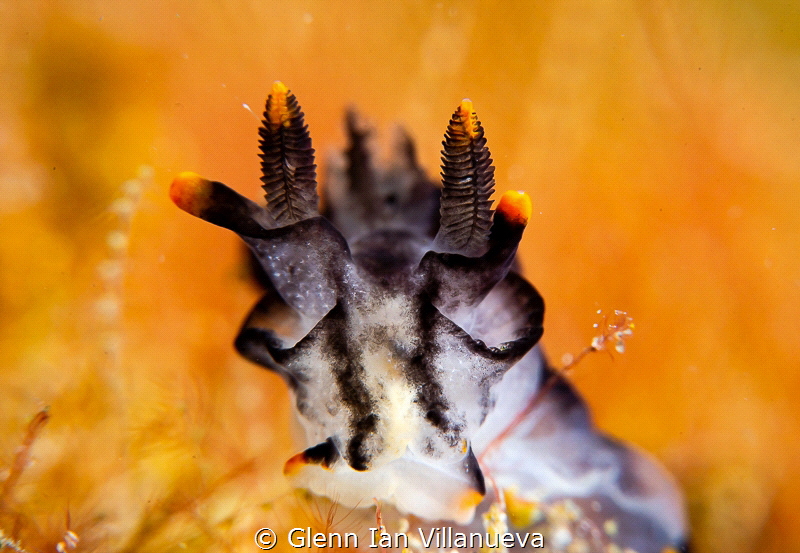 This is a photo of a pikachu nudibranch (Thecacera Pacifi... by Glenn Ian Villanueva 
