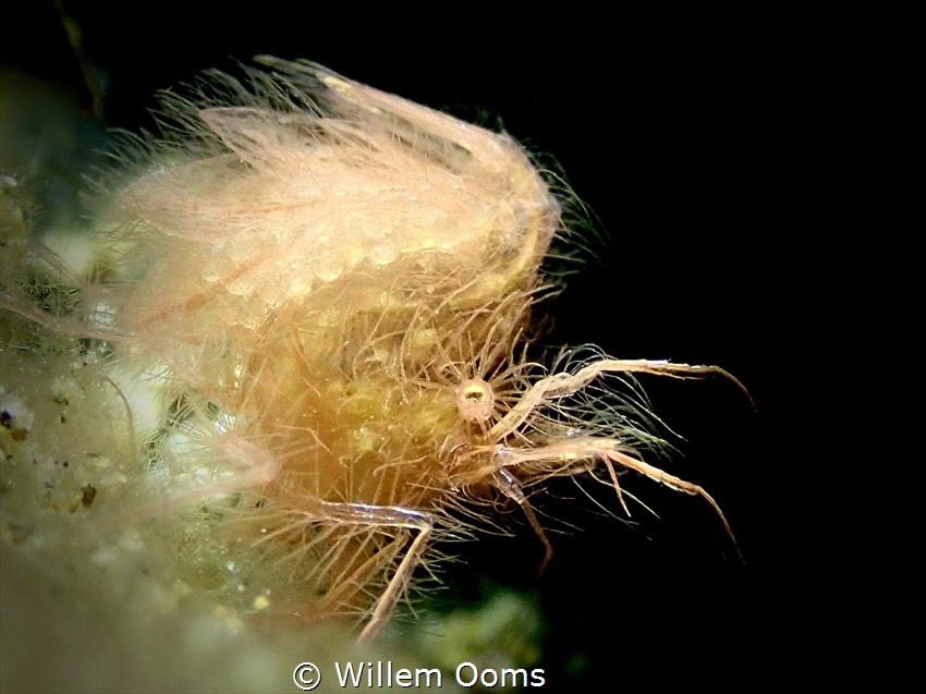 Hairy algae shrimp carrying eggs
Philippines, Dauin, Luc... by Willem Ooms 