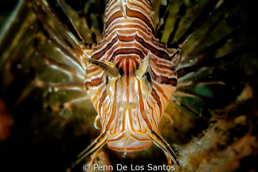 Stare Off. This lionfish paused to hover and posed for th... by Penn De Los Santos 