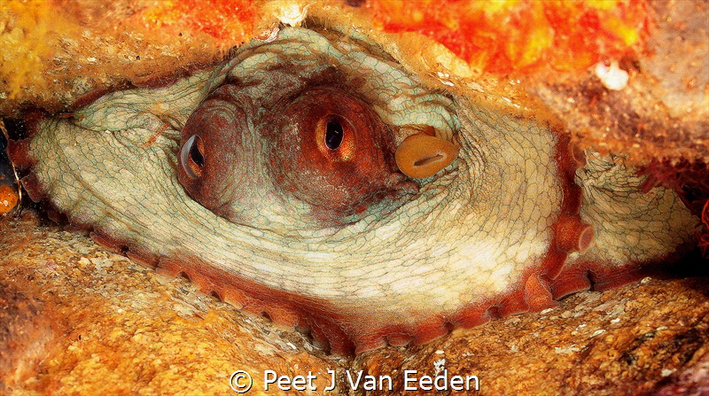 The hide-away octopus by Peet J Van Eeden 