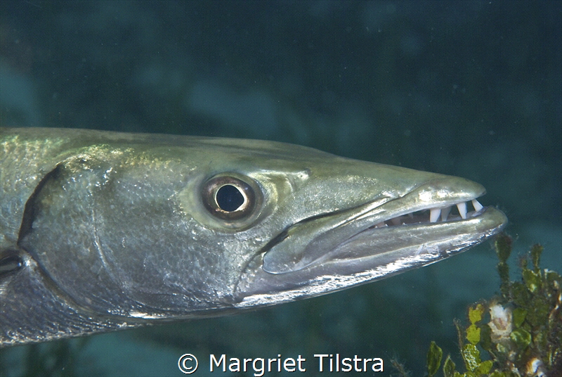 Just brushed my teeth. 
Barracuda near Cabilao, Philippi... by Margriet Tilstra 