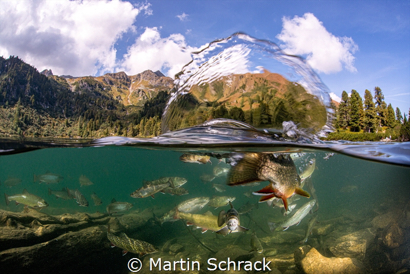 Fish soup in a mountain lake in Austria. by Martin Schrack 