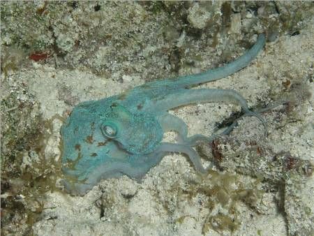 This little guy was spotted on a night dive in Cozumel, s... by Holly Heffner 
