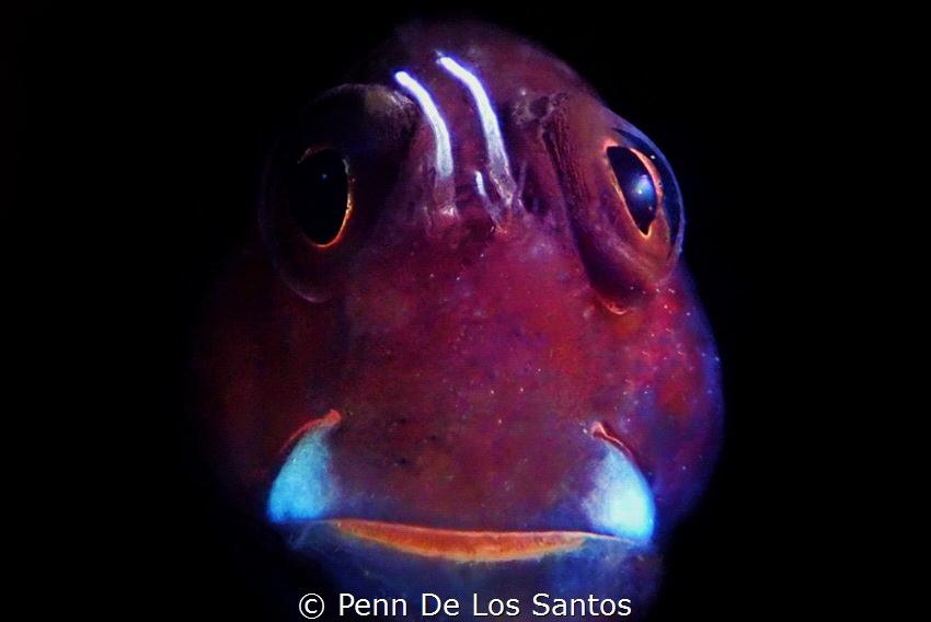 I was shooting for brooding cardinal fish when I noticed ... by Penn De Los Santos 