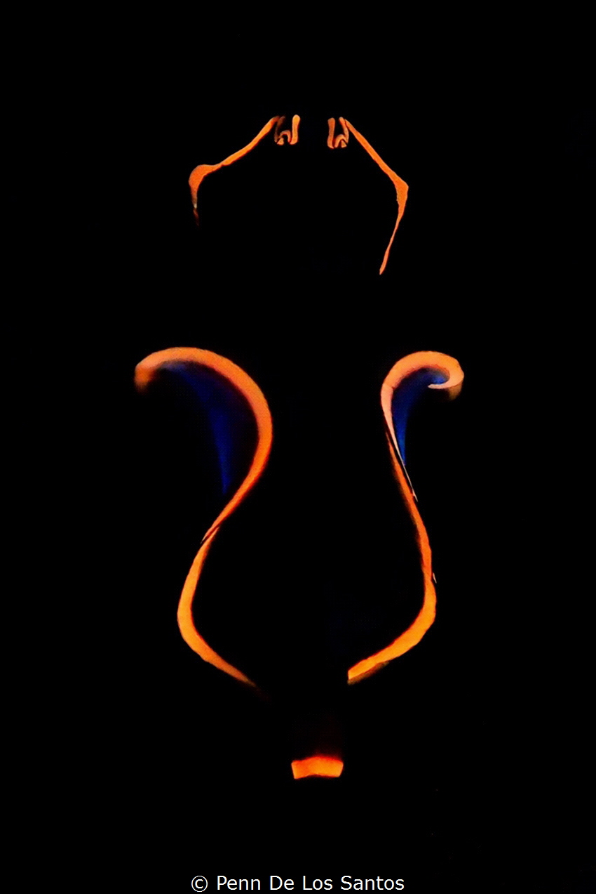 A flatworm got attracted to my focus light during a night... by Penn De Los Santos 