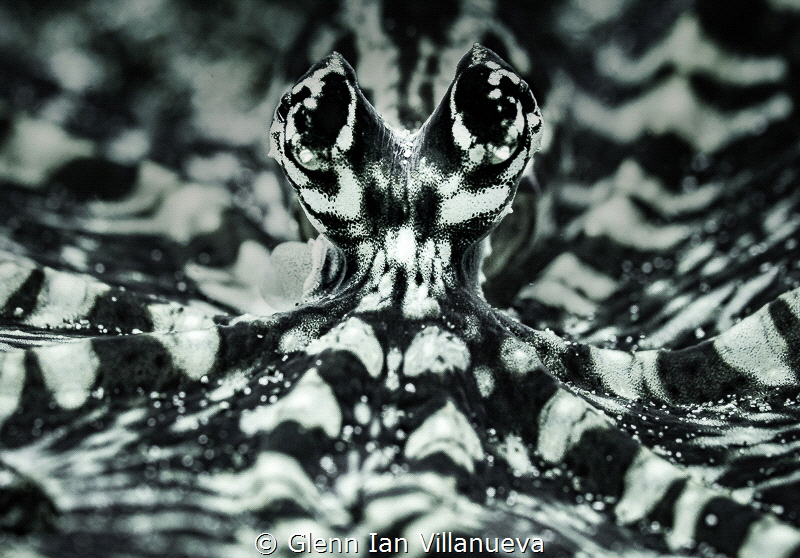 This is a photo of a mimic octopus, trying to mimic a wun... by Glenn Ian Villanueva 