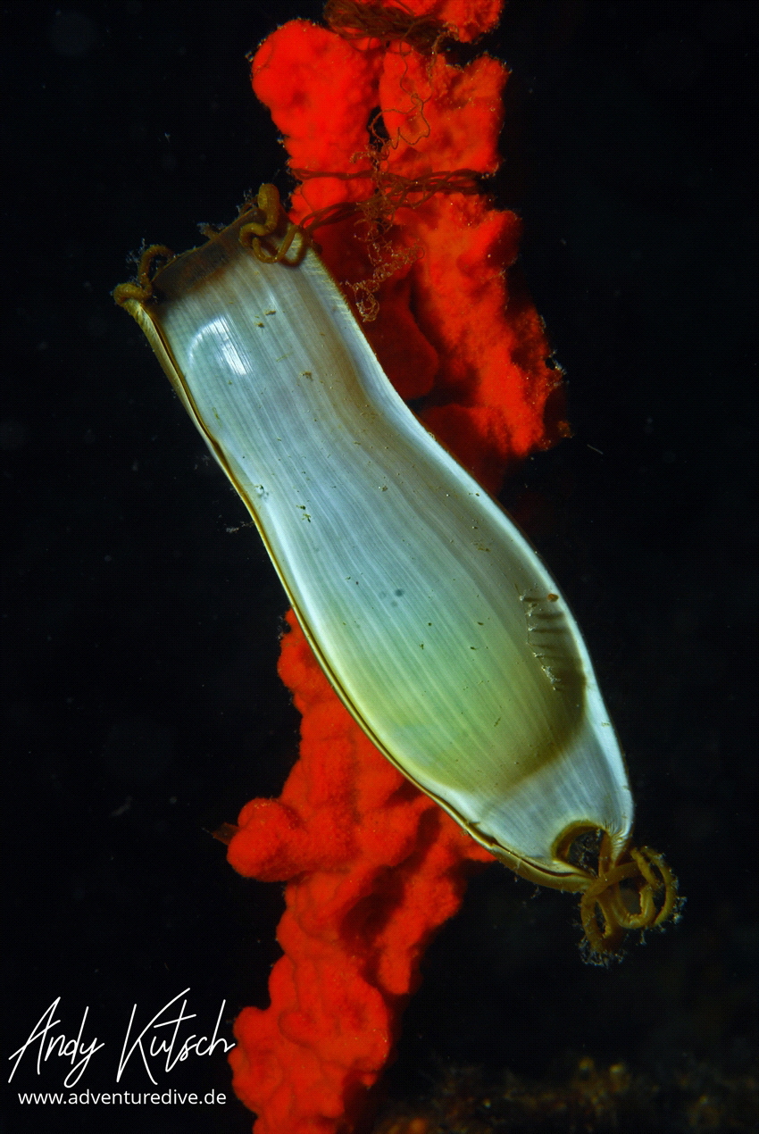 shark Egg in the adriatic by Andy Kutsch 