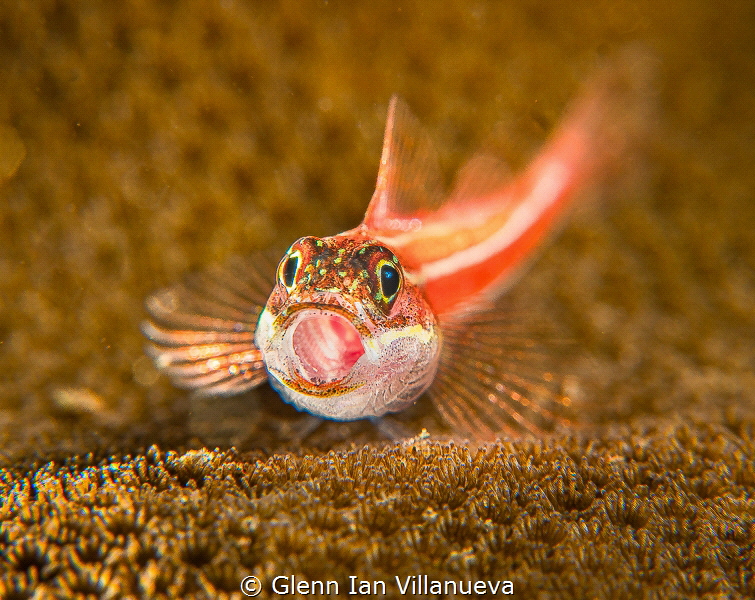 I find this photo amusing. Gobies yawns from time to time... by Glenn Ian Villanueva 