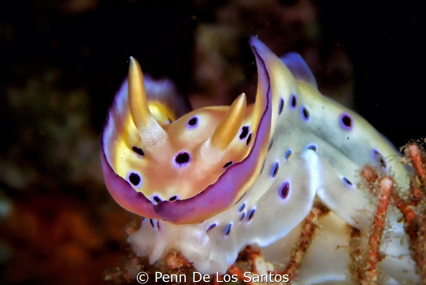 Colorful display of a nudibranch. by Penn De Los Santos 