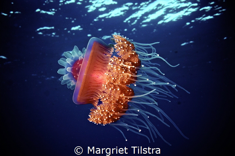 Tasty pastry.
Elegant and colorful jelly fish, El Quseir... by Margriet Tilstra 