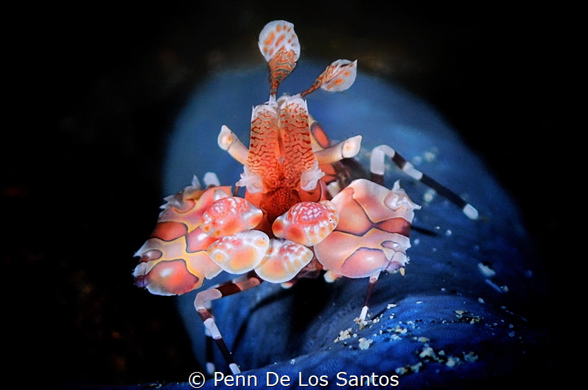 Harlequin Shrimp by Penn De Los Santos 