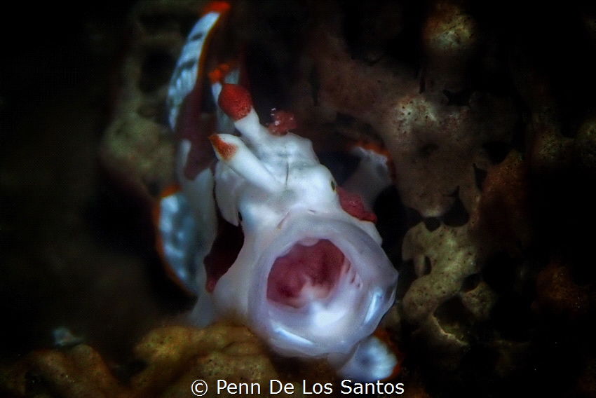 Yawning Frogfish by Penn De Los Santos 