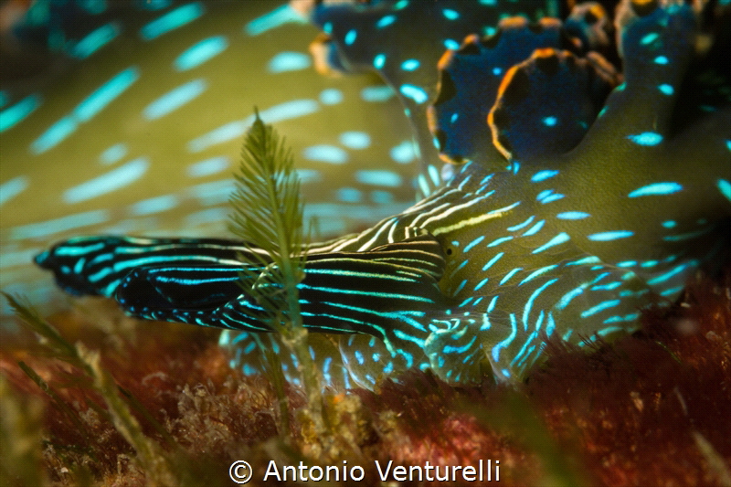 Elysia diomedea nudibranch_Vallarta_2022
(Canon100mm,t1/... by Antonio Venturelli 