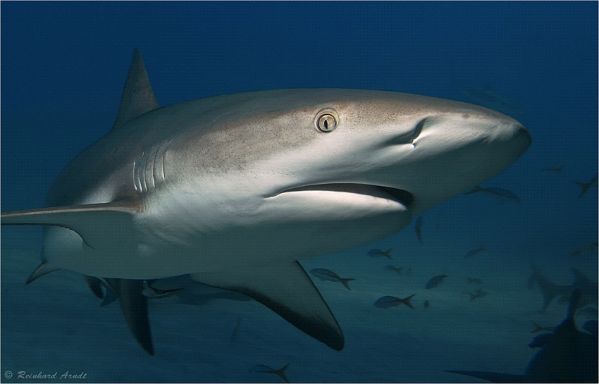 That's as close as it gets.
Caribbean reef shark (Carcha... by Reinhard Arndt 