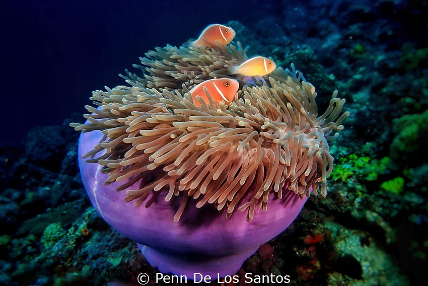 Pink anemone fish by Penn De Los Santos 
