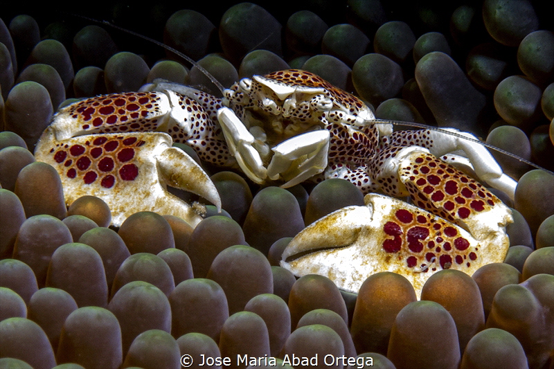 Neopetrolisthes maculatus or porcelain crab
Panasonic DM... by Jose Maria Abad Ortega 