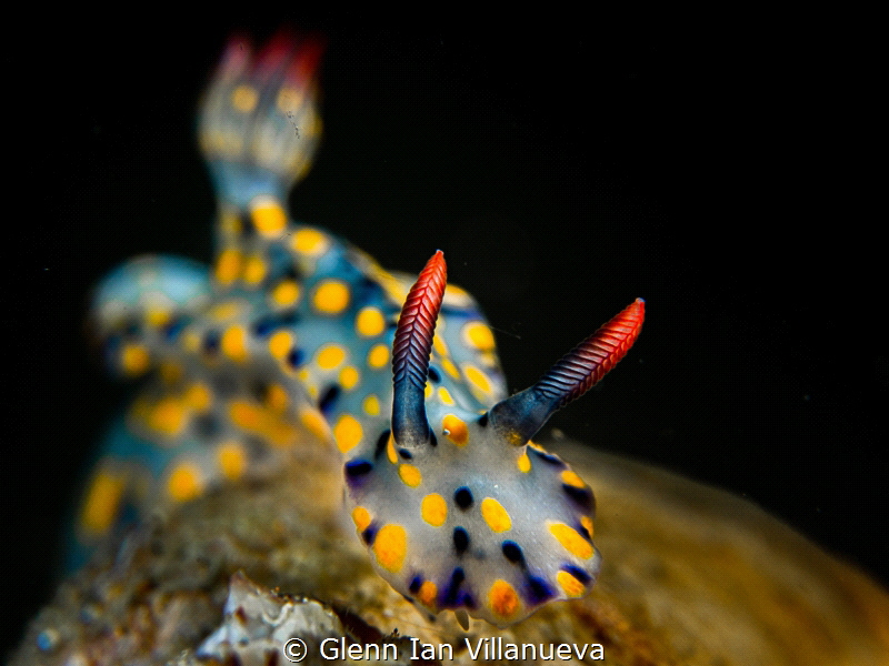 This is a photo of a nudibranch, Hypselodoris Kanga. Take... by Glenn Ian Villanueva 