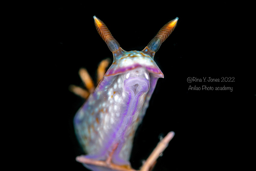 Nudibranch in classic pose captured in Anilao by Rina Jones 