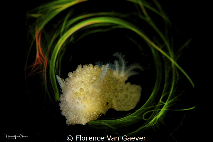 I wanted to create the illusion with this photo that this... by Florence Van Gaever 