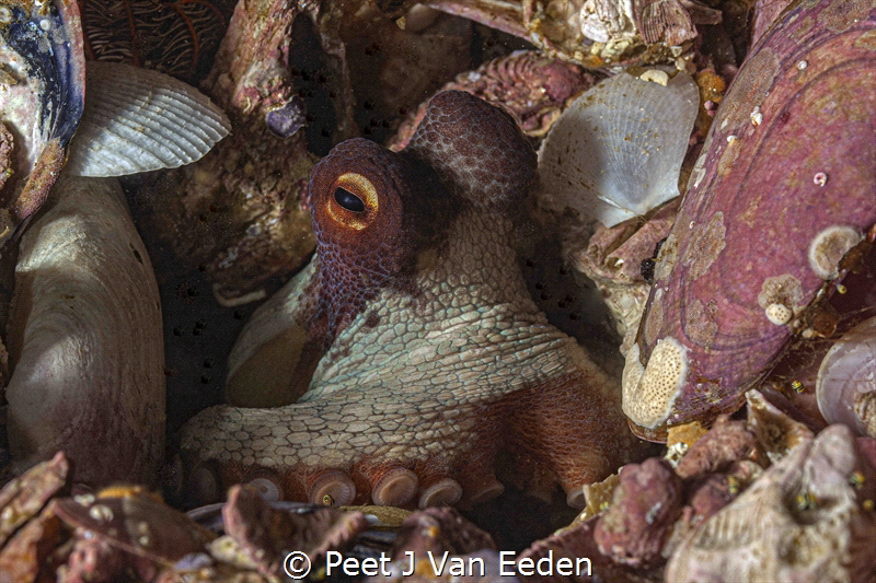The octopus hide-away by Peet J Van Eeden 
