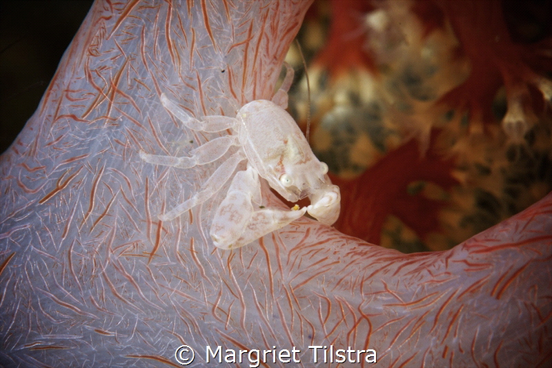 Tiny crab in soft coral.
Nikon D800, Nikkor 105mm, ISO 1... by Margriet Tilstra 