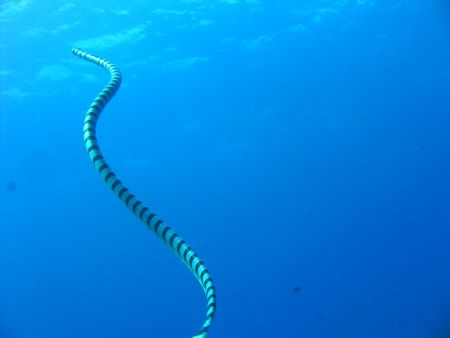 Banded sea snake, Apo Island, Philippines. Taken with Can... by Katie Dann 