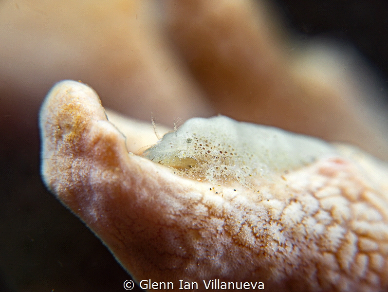 This is a photo of a Cryptic Sponge Shrimp (Gelastocaris ... by Glenn Ian Villanueva 