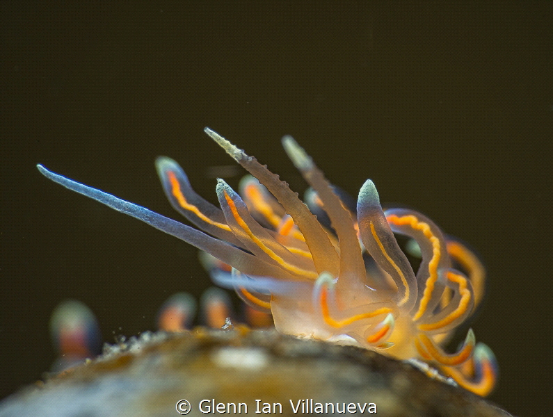 This is a photo of a sea slug, Phyllodesmium Opalescens. ... by Glenn Ian Villanueva 
