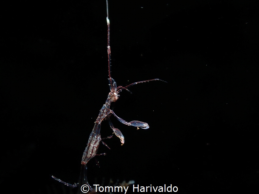 this is a pregnant skeleton shrimp, u can see the eggs wi... by Tommy Harivaldo 