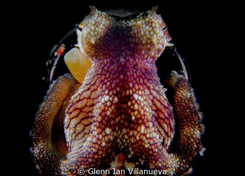 This is a photo of a coconut octopus (Amphioctopus Margin... by Glenn Ian Villanueva 