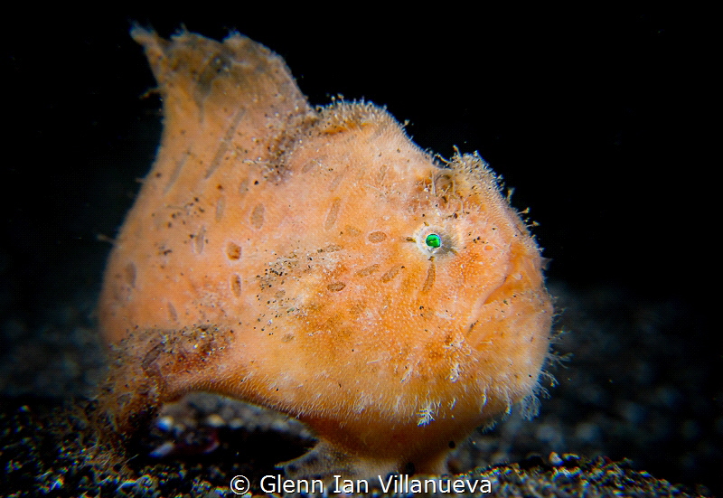 This is a photo of a juvenile hairy frogfish (Antennarius... by Glenn Ian Villanueva 