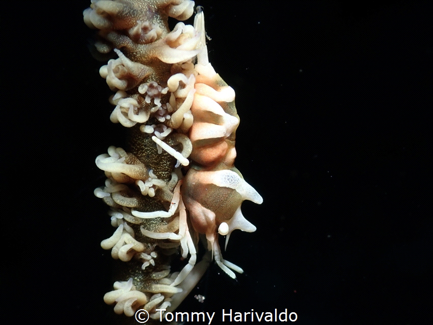 camouflage is key to survive this cruel underwater world,... by Tommy Harivaldo 