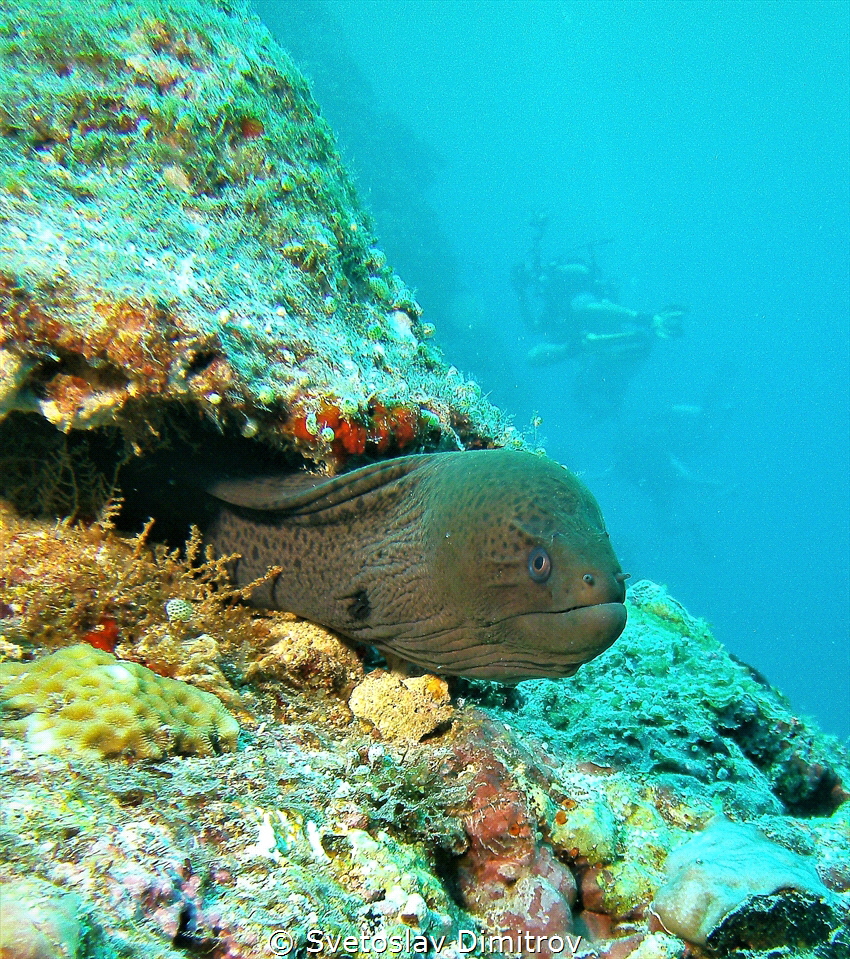 Curious moray eel and the scenery by Svetoslav Dimitrov 
