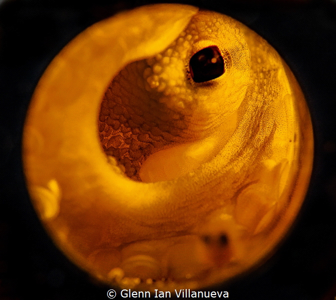 This is a photo of an octopus inside a large beer bottle.... by Glenn Ian Villanueva 