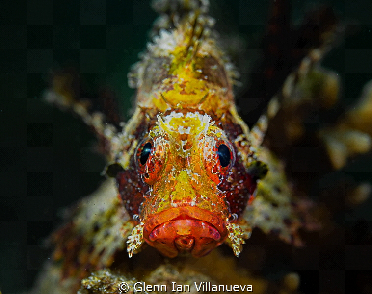 This is a photo of a juvenile scorpionfish sitting on har... by Glenn Ian Villanueva 