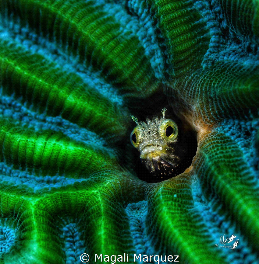 Spinyhead blenny(Acanthemblemaria spinosa)

 by Magali Marquez 